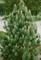 Сосна горная Колумнарис (Pinus mugo Сolumnaris)