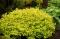 Спирея японская Голдмунд (Spiraea japonica Goldmound)