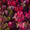 Виноград девичий пятилисточковый Троки (Parthenocissus quinquefolia Troki)