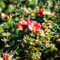 Лапчатка кустарниковая Рэд Леди (Potentilla fruticosa Red Lady)