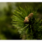 Сосна горная Мугус (Pinus mugo Mughus)