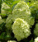 Гортензия метельчатая Лаймлайт (Hydrangea paniculata Limelight)
