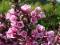 Вейгела цветущая Фолис Пурпуреус (Weigela florida Foliis Purpureis)