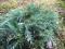 Можжевельник горизонтальный Хьюз (Juniperus horizontalis Hughes)
