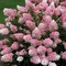 Гортензия метельчатая Ванилла Фрейз (Hydrangea paniculata Vanille Fraise)