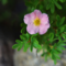 Лапчатка кустарниковая Лавли Пинк (Potentilla fruticosa Lovely Pink)