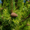 Сосна горная Мугус (Pinus mugo Mughus)