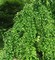 Багряник японский Пендулум (Cercidiphyllum japonicumPendulum)