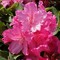 Рододендрон Карузо (Rhododendron Caruso)