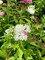 Спирея японская Дженпеи/Широбана (Spiraea japonica Genpei)
