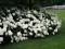 Гортензия древовидная Аннабель (Hydrangea arborescens Annabelle)