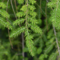 Тсуга канадская (Tsuga canadensis)