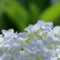 Гортензия древовидная Аннабель (Hydrangea arborescens Annabelle)