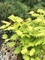 Клён ширасавы Ауреум (Acer shirasawanum Aureum)