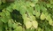 Багряник японский (Cercidiphyllum japonicum)