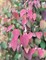 Багряник японский (Cercidiphyllum japonicum)