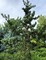 Сосна Банкса Кимерхольц (Pinus banksiana Kimmerholz)