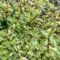 Дёрен белый Сибирика Вариегата (Cornus alba Sibirica Variegata)