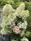 Гортензия метельчатая Бобо (Hydrangea paniculata Bobo)