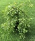 Бук лесной Тортуоза (Fagus sylvatica Tortuosa)