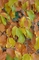 Бук лесной Тортуоза (Fagus sylvatica Tortuosa)