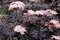 Бузина чёрная Блэк Лэйс (Sambucus nigra Black Lace)