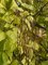 Катальпа бигнониевидная Аурея (Catalpa bignonioides Aurea)