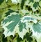 Клен остролистный Друммонди (Acer platanoides Drummondii)