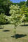 Клен остролистный Друммонди (Acer platanoides Drummondii)