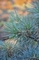 Сосна мелкоцветковая Негиши (Pinus parviflora Negishi)