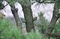 Сосна Банкса Кимерхольц (Pinus banksiana Kimmerholz)