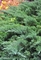 Можжевельник казацкий Тамарасифолия (Juniperus sabina Tamariscifolia)