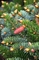 Ель двуцветная (Picea bicolor)