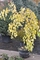 Багряник японский Пендулум (Cercidiphyllum japonicumPendulum)