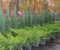 Можжевельник казацкий Мас (Juniperus horizontalis Mas)