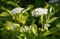Дёрен белый Ауреа (Cornus alba Aurea)