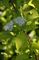 Дёрен белый Ауреа (Cornus alba Aurea)