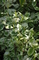 Дёрен белый Элегантисима (Cornus alba Elegantisima)