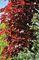 Клен остролистный Кримсон Сентри (Acer platanoides Crimson Sentry)