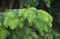 Ель сербская (Picea omorika)