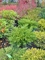 Можжевельник средний Минт Джулеп (Juniperus sabina Mint Julep)