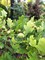 Дуб черешчатый Компакта (Quercus robur Compacta )