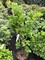 Дуб черешчатый Компакта (Quercus robur Compacta )