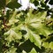 Клён остролистный Эмеральд Квин (Acer platanoides Emerald Queen)