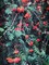Рябина обыкновенная Пендула (Sorbus aucuparia Pendula)