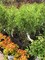Крушина ломкая Файн Лайн (Rhamnus frangula Asplenifolia)