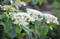 Гортензия черешковая вьющаяся (Hydrangea petiolaris)