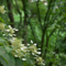 Гортензия черешковая вьющаяся (Hydrangea petiolaris)