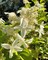 Гортензия метельчатая Грейт Стар (Hydrangea paniculata Great Star)
