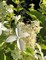 Гортензия метельчатая Грейт Стар (Hydrangea paniculata Great Star)